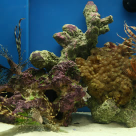 For Better Fish Water Quality Use Nutri-SeaWater&reg;